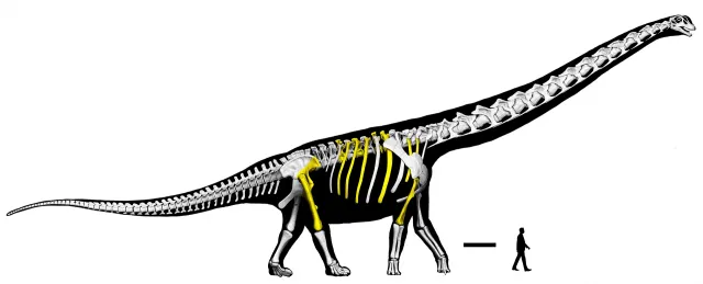 Así era el dinosaurio gigante que encontraron en Tailandia. Foto: Reuters