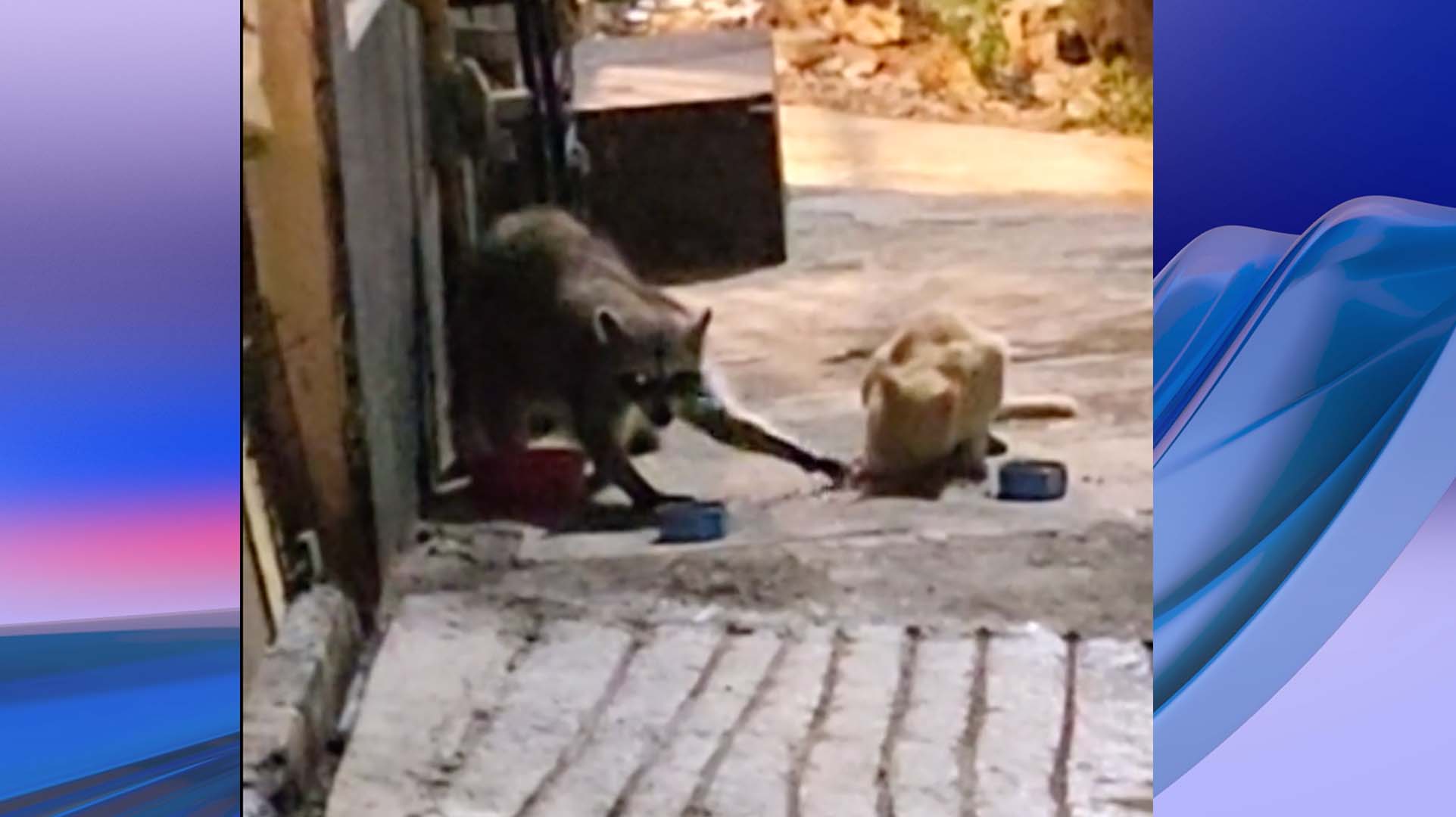 'Michi' Comparte Comida con Mapache en Tampico | N+