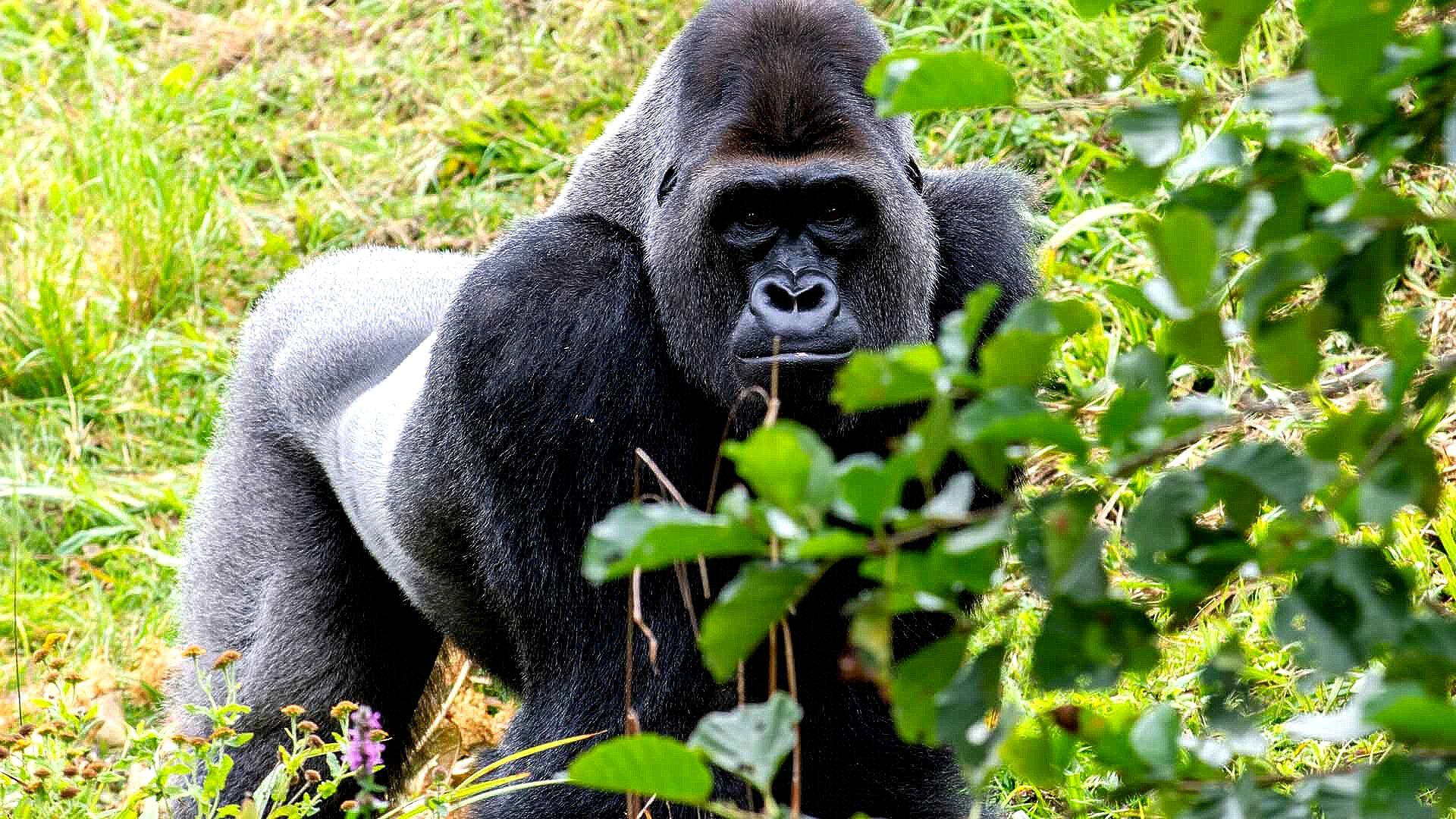 Caminando y Conviviendo con Gorilas en Ruanda