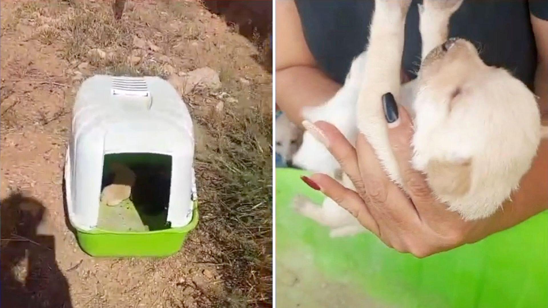 Mujer Encuentra A Perritos Recien Nacidos Abandonados Bajo El Sol N