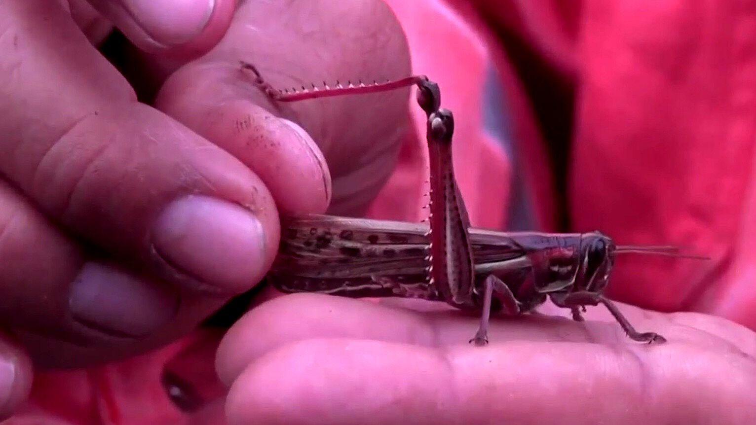 Yucat&aacute;n Combate Plaga de Langostas