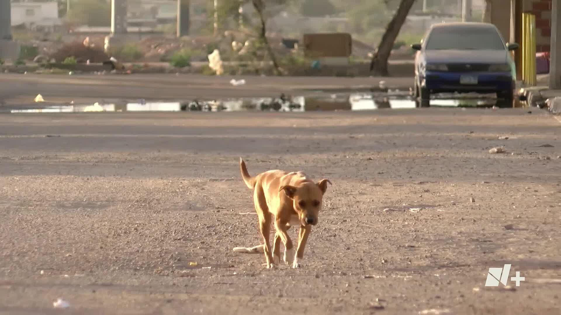 M S De 60 Perritos Se Han Extraviado En Los Primeros D As De 2024 En   Video 1095818 Snapshot 