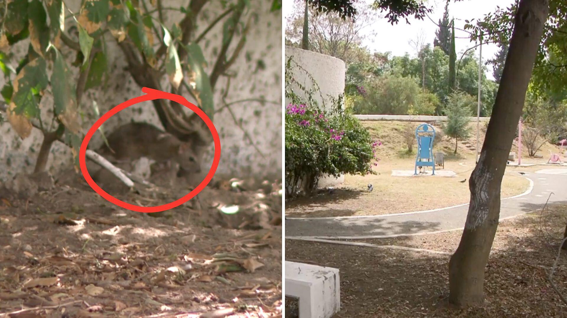 Plaga de Ratas en el Parque de Las Ninfas en Puebla | N+