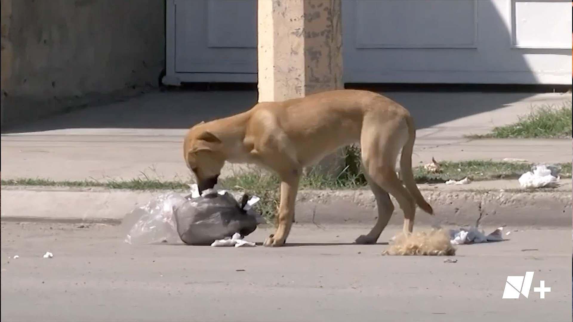 México Ocupa El Primer Lugar En Abandono De Perros N