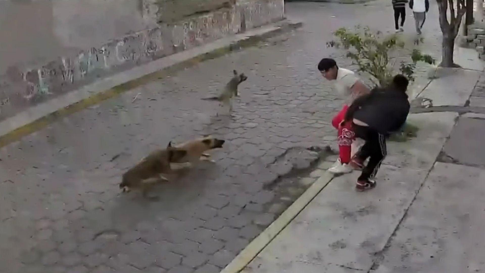 VIDEO: Jauría de Perros Ataca a Jóvenes en Metepec; los Lastiman y Desnudan