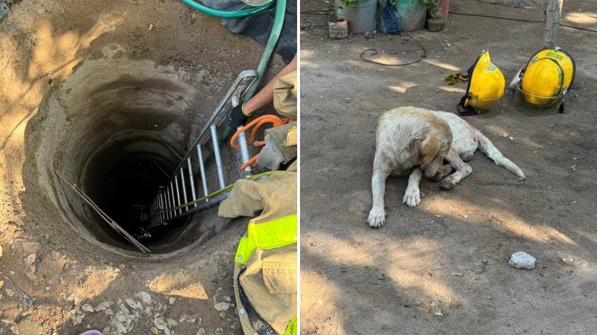 Rescatan a Perro Que Quedó Atrapado en un Pozo a 25 Metros de ...