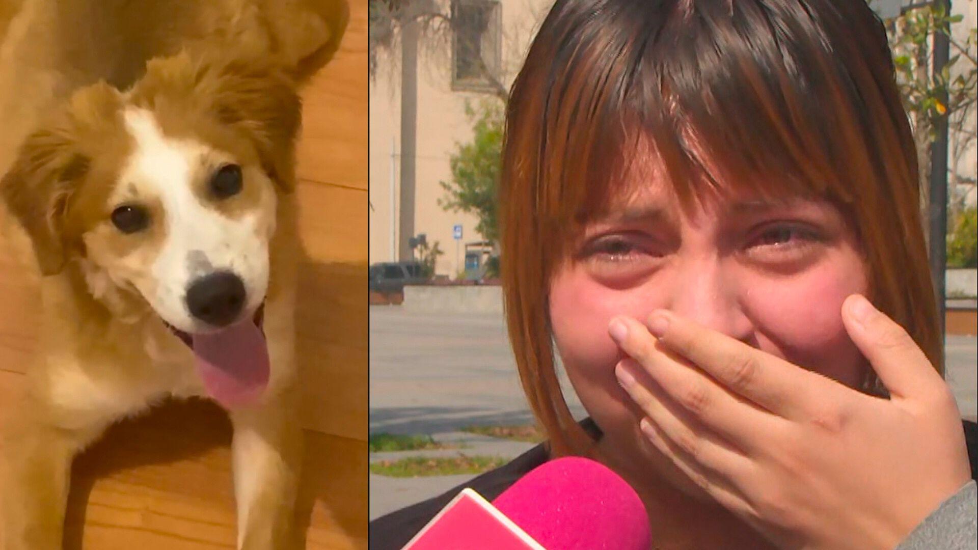Mariana Busca Desesperadamente a Su Perrito "Benji"; Se Perdió en ...