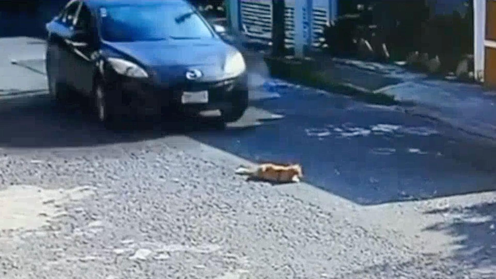 Video: Automovilista Atropella a Gato y se da a la Fuga en Veracruz | N+