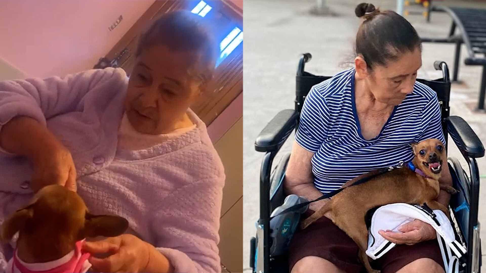Adulto Mayor Pide Ayuda para Encontrar a su Perrito de Apoyo Emocional ...