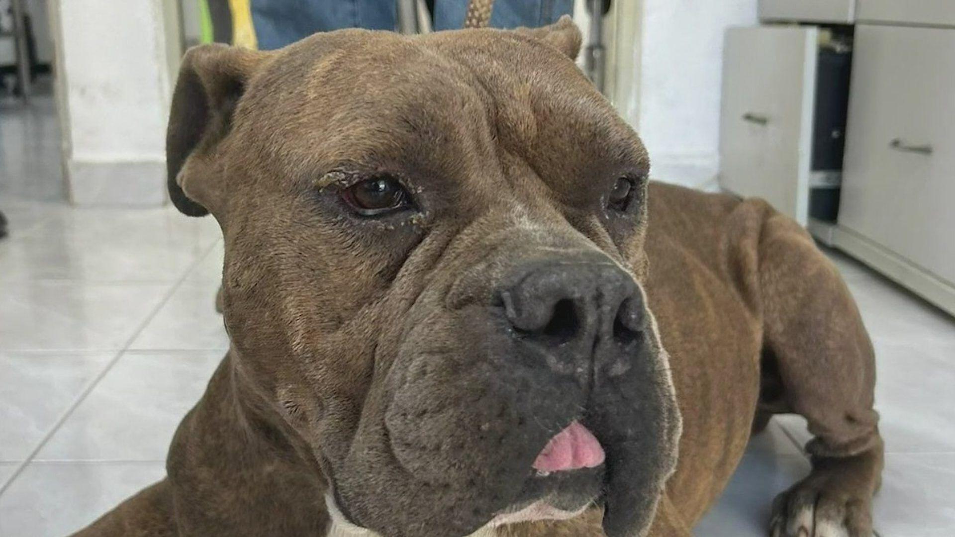 Perrito Tigger Esta de Vuelta en Casa Tras ser Rescatado de Incendio en ...
