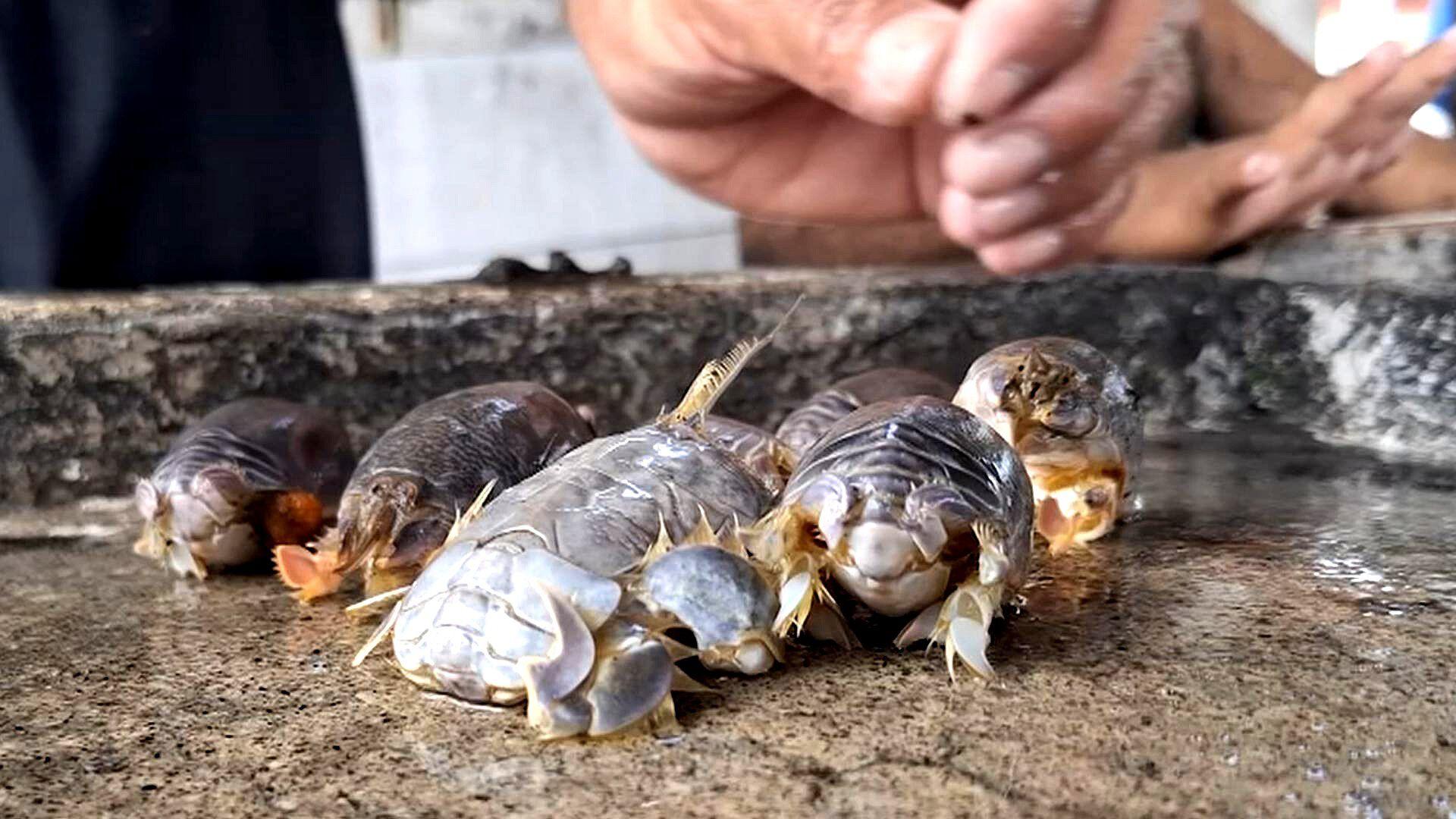 Chocolopas: Manjar Marino que Aparece en Temporada de Lluvias en Colima ...