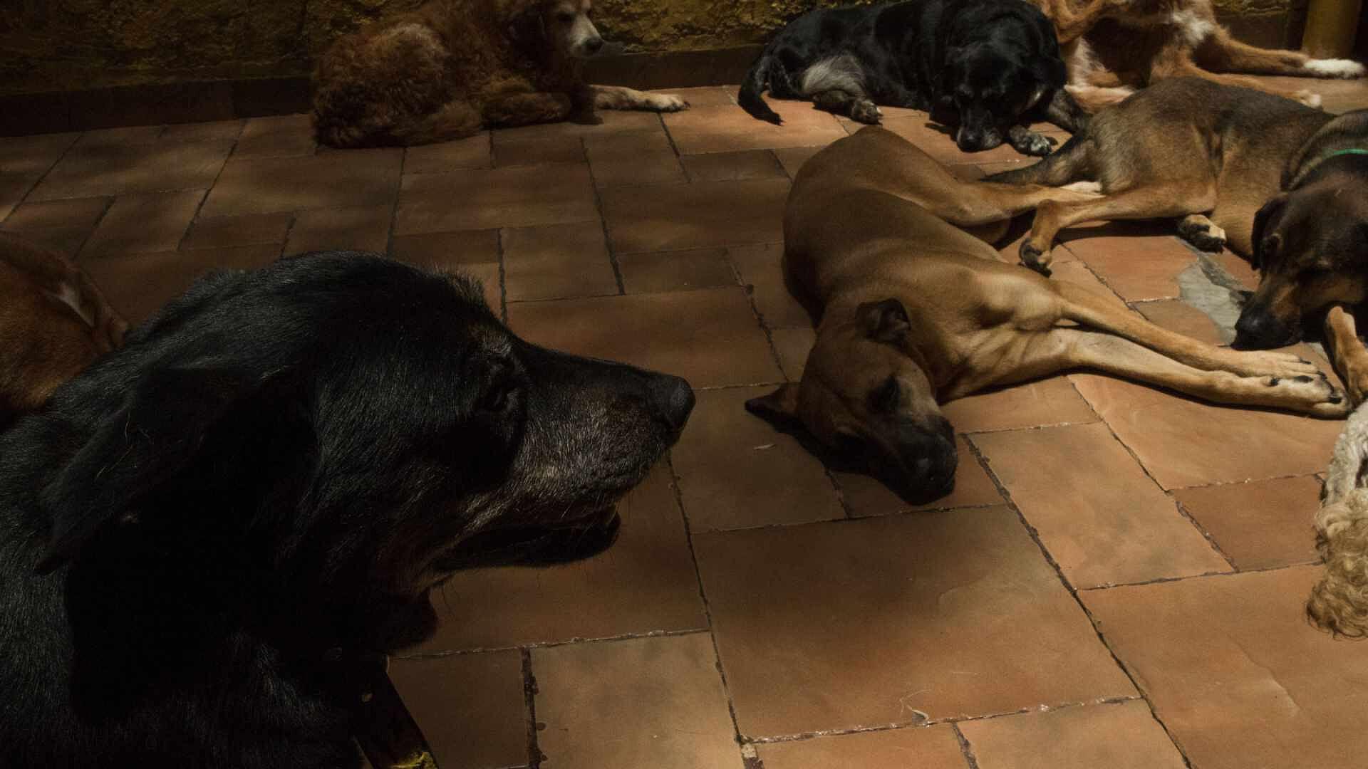 DC Animal Shelter Regulations: Experts Voice Concerns - News Directory 3