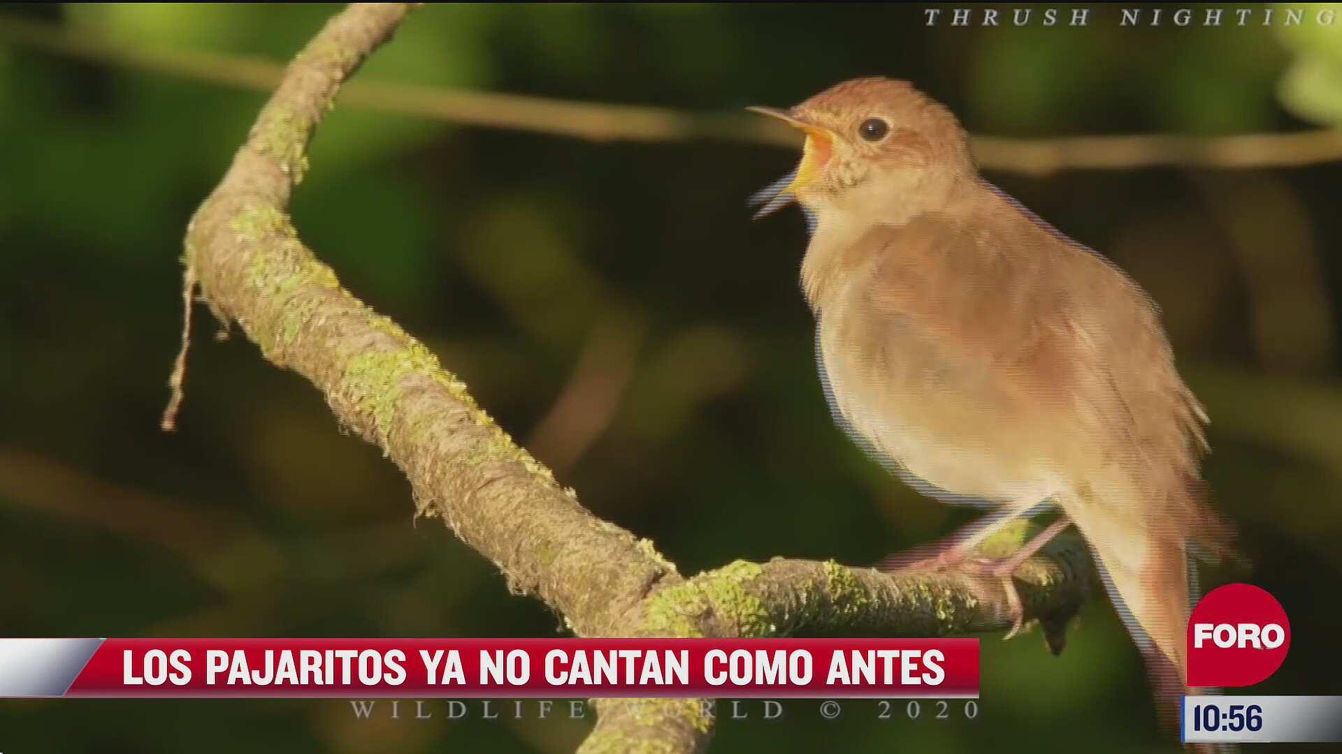 Pepenando Basura: Los pajaritos ya no cantan como antes