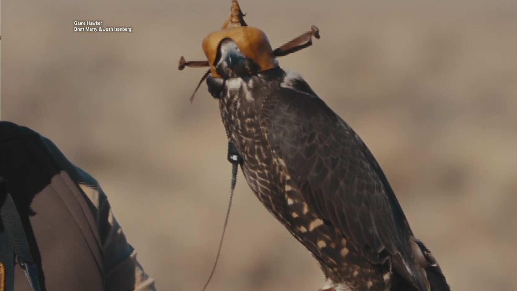 “Game Hawker”, el documental que expone la cetrería como modo de