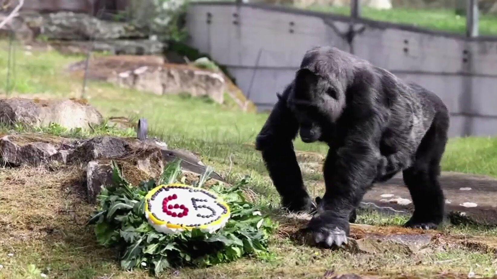 El Zoológico de Berlín celebra los 65 años de la gorila Fatou