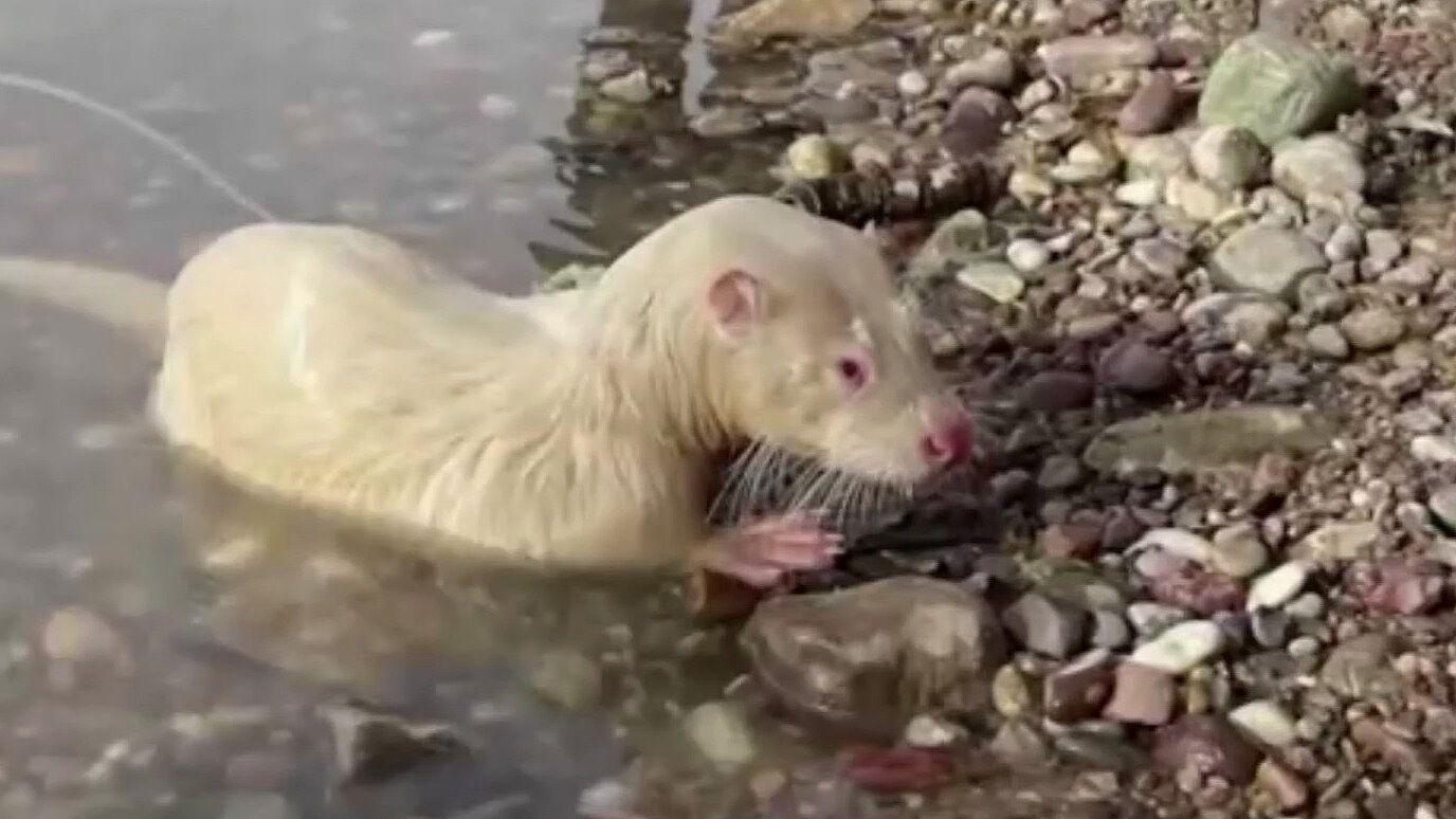 Aquarium de Veracruz rescata a nutria bebé; la vendían ilegalmente