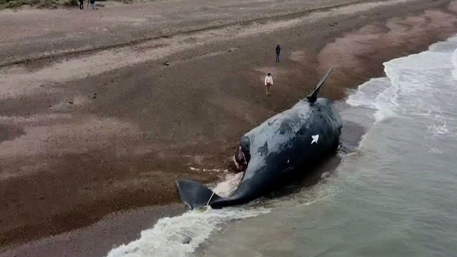 Encuentran 13 Ballenas Muertas En Un Santuario De La Patagonia, En ...