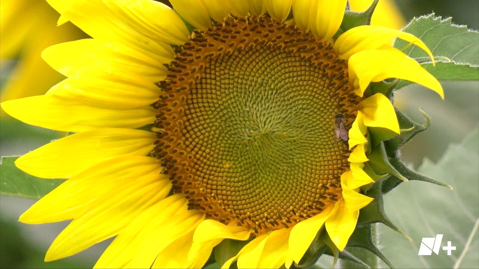 Conoce el Primer Campo de Girasoles en Matamoros | N+