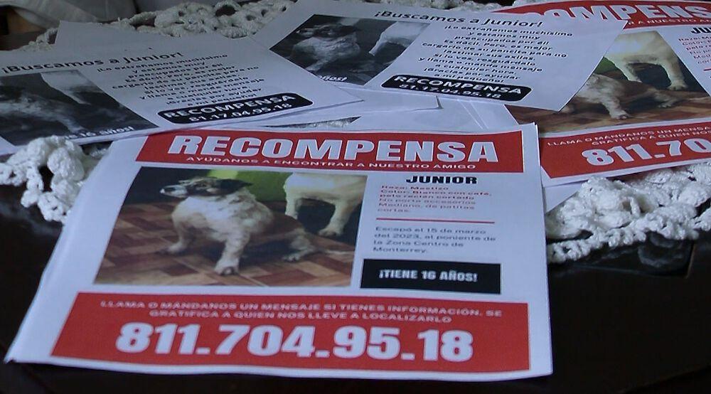 Familia Busca a Su Mascota ‘Junior’ | N+