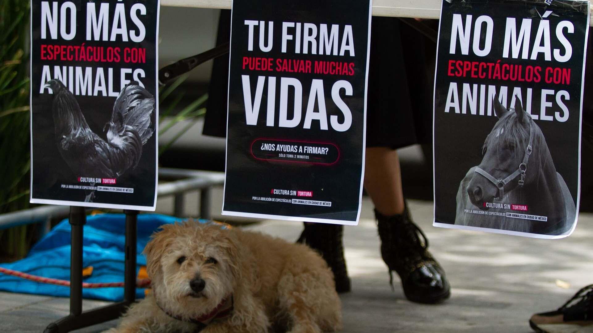 Protestan Contra Violencia Hacia Animales | N+