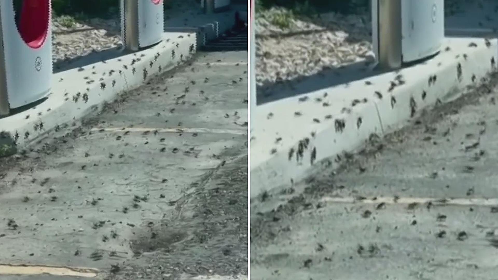 Así Se Ve la Plaga de Grillos en Ciudad de Nevada, Estados Unidos N+