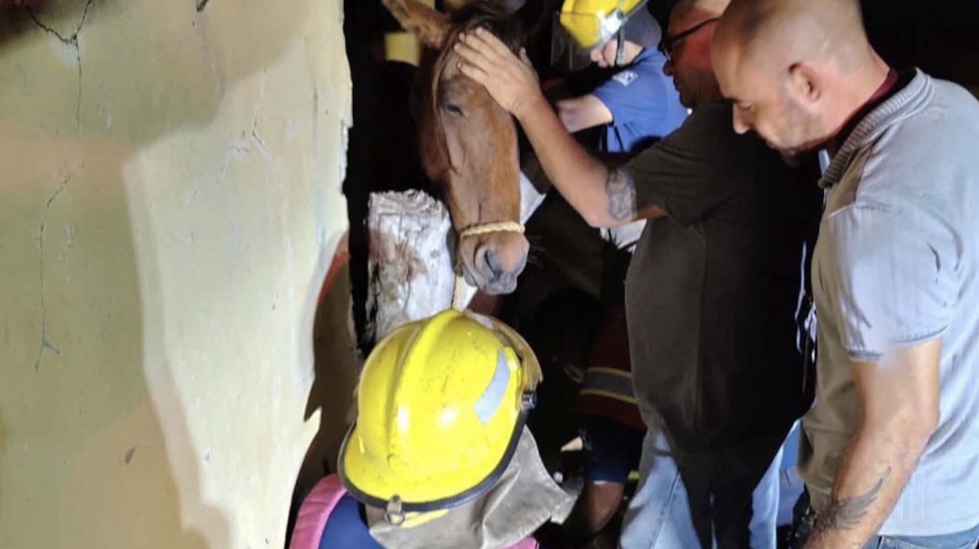 Rescatan a Caballo Atorado en Tubo en Ciudad Madero | N+ Tampico | N+